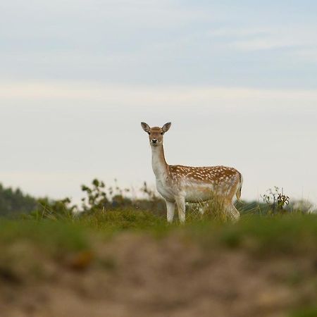 Boszicht 6 Halfvrijstaande Vakantiewoning In 오스트카펠 외부 사진